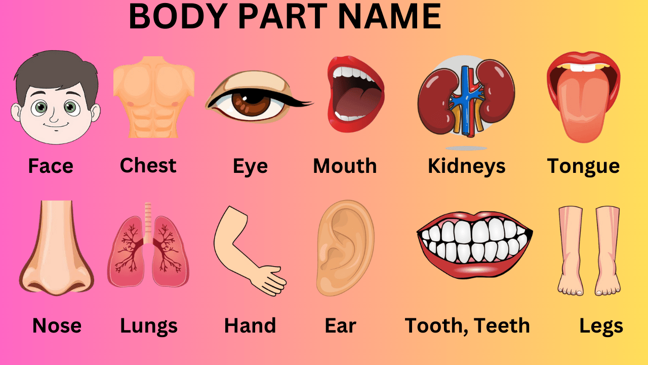 Body Parts Name