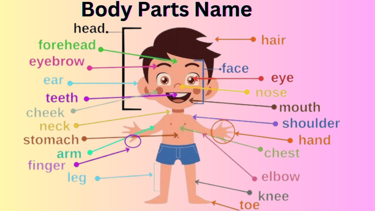 body part name